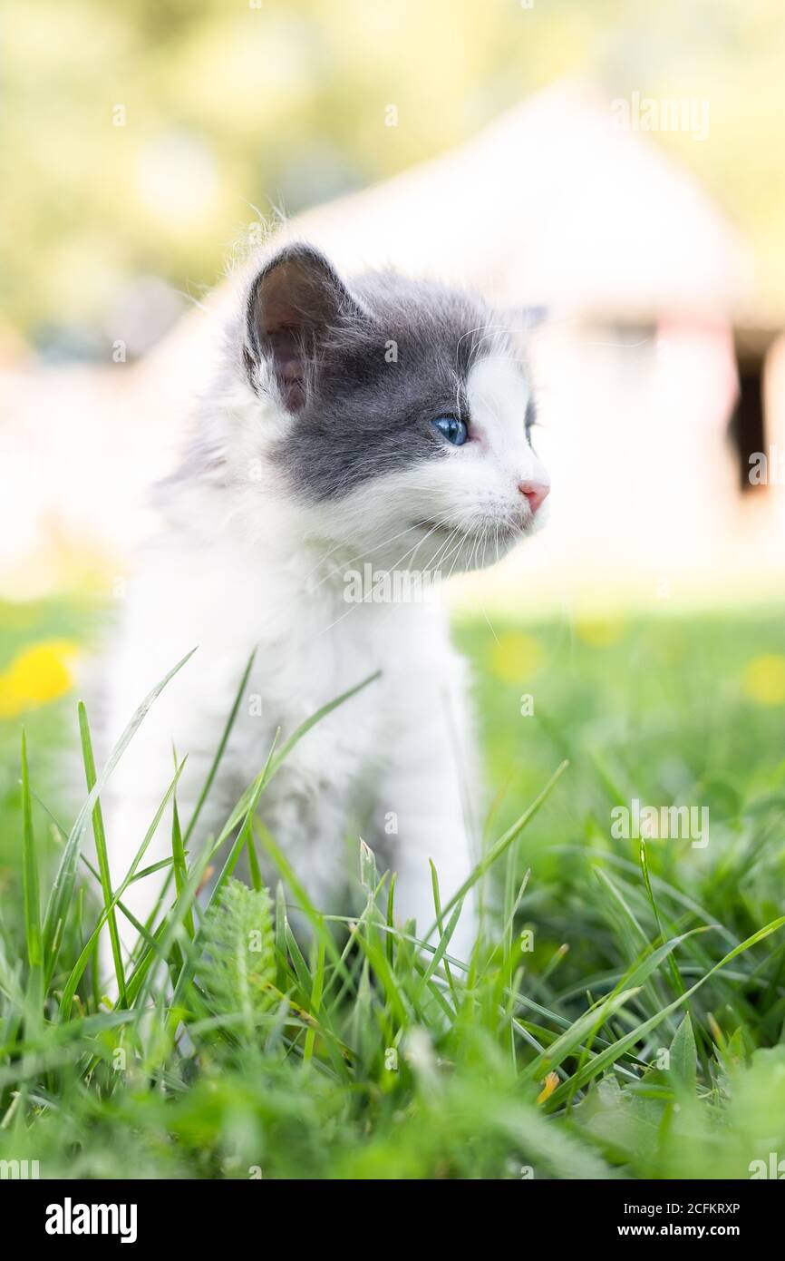 Little cute fluffy gray kitten in green grass on a summer day. Portrait ...
