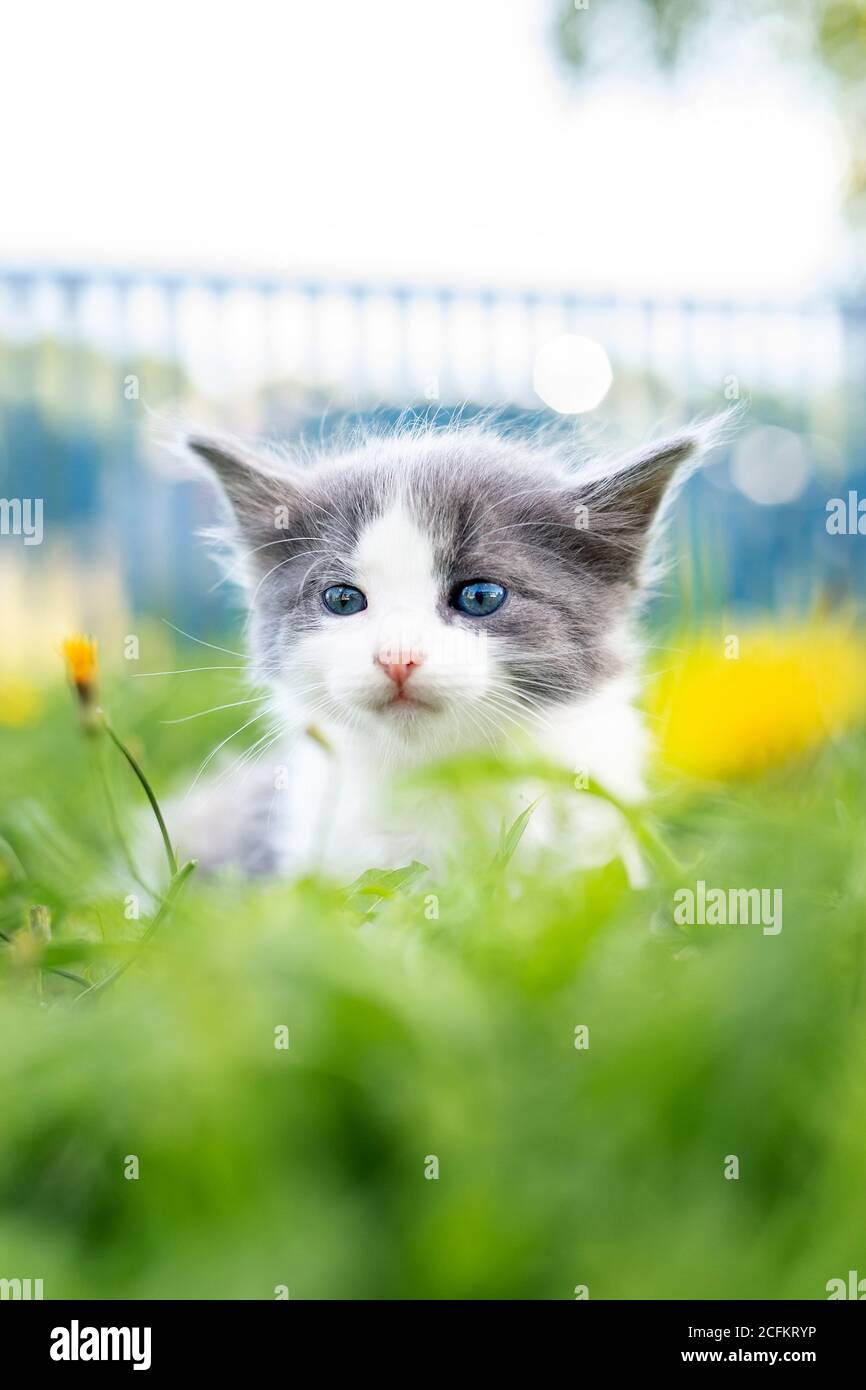 Little cute fluffy gray kitten in green grass on a summer day. Portrait of a kitten in nature. Stock Photo