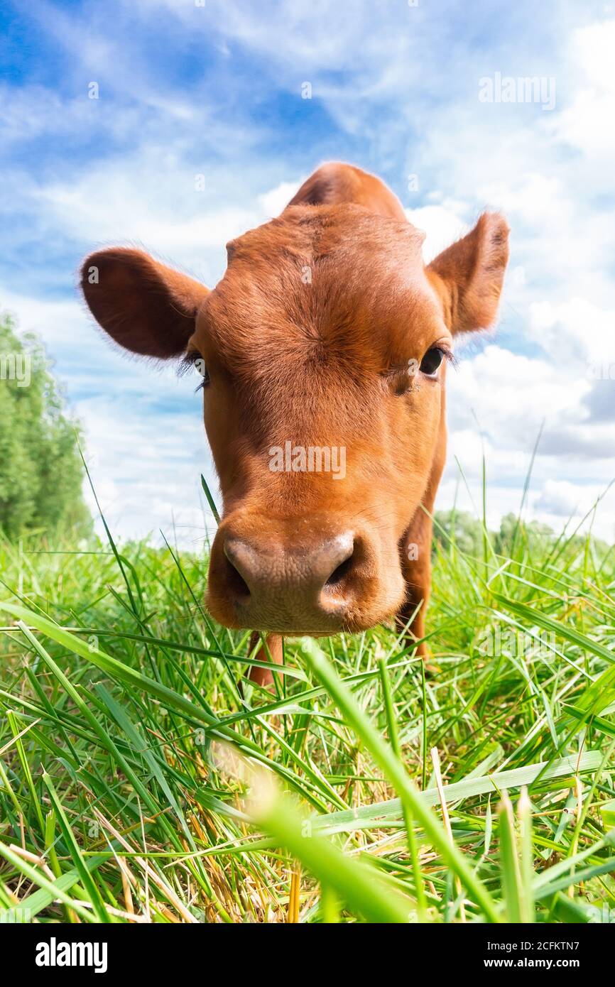 Red angus heifer portrait picture blue sky background Stock Photo - Alamy