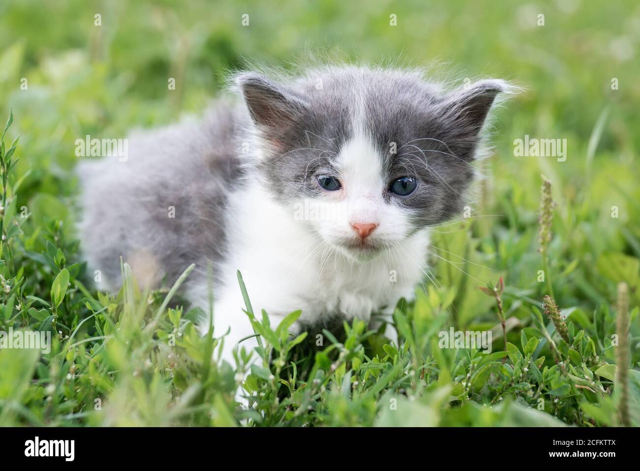 Little cute fluffy gray kitten in green grass on a summer day. Portrait ...