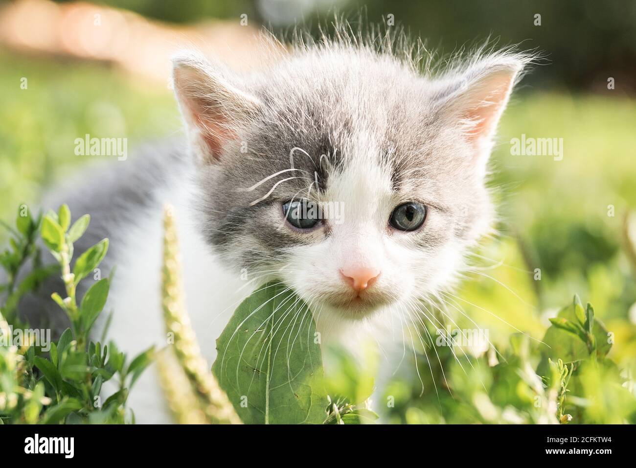 Little cute fluffy gray kitten in green grass on a summer day. Portrait ...