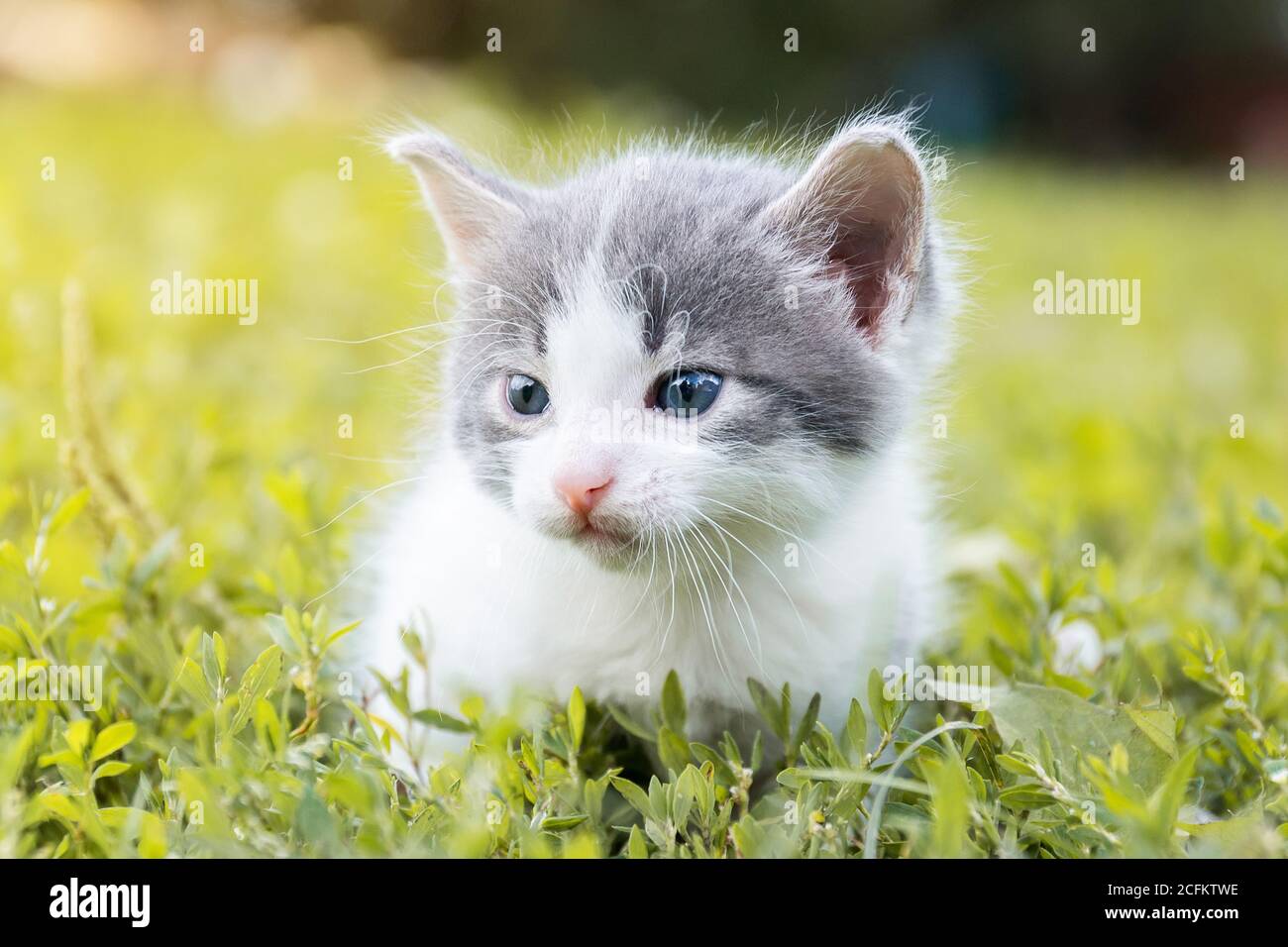 Little cute fluffy gray kitten in green grass on a summer day. Portrait ...