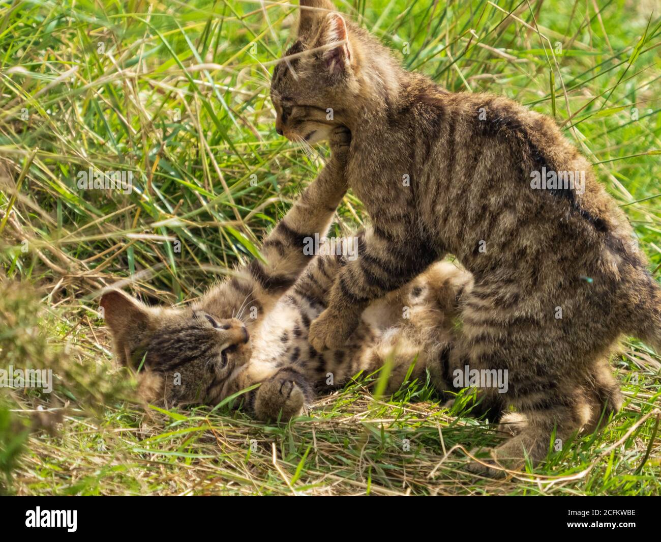 Scottish wildcats hi-res stock photography and images - Alamy