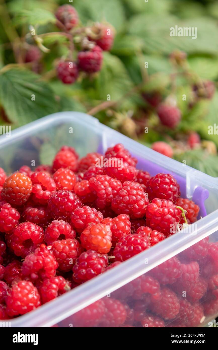 Collecting wild raspberries during summer in Scotland Stock Photo