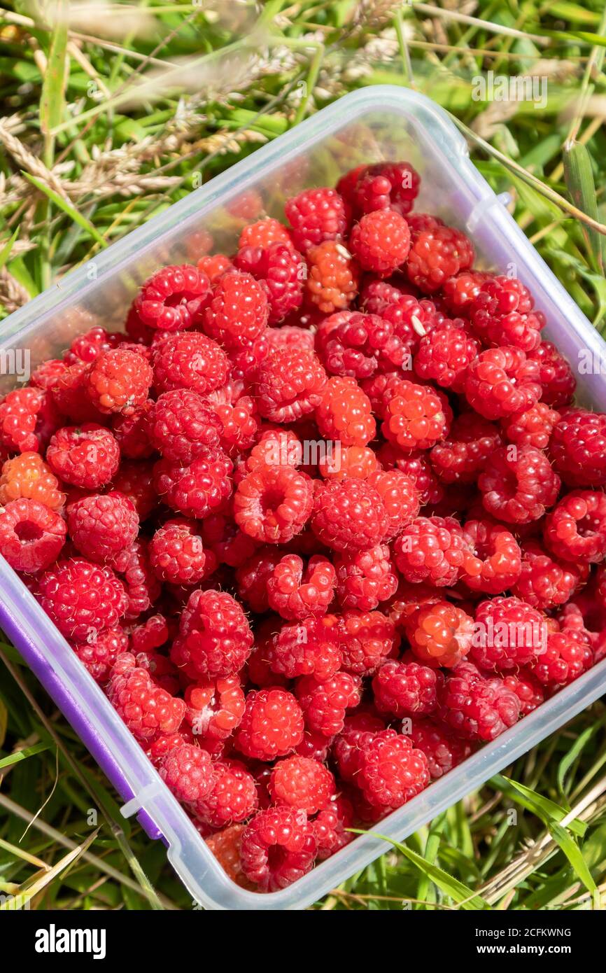 Collecting wild raspberries during summer in Scotland Stock Photo