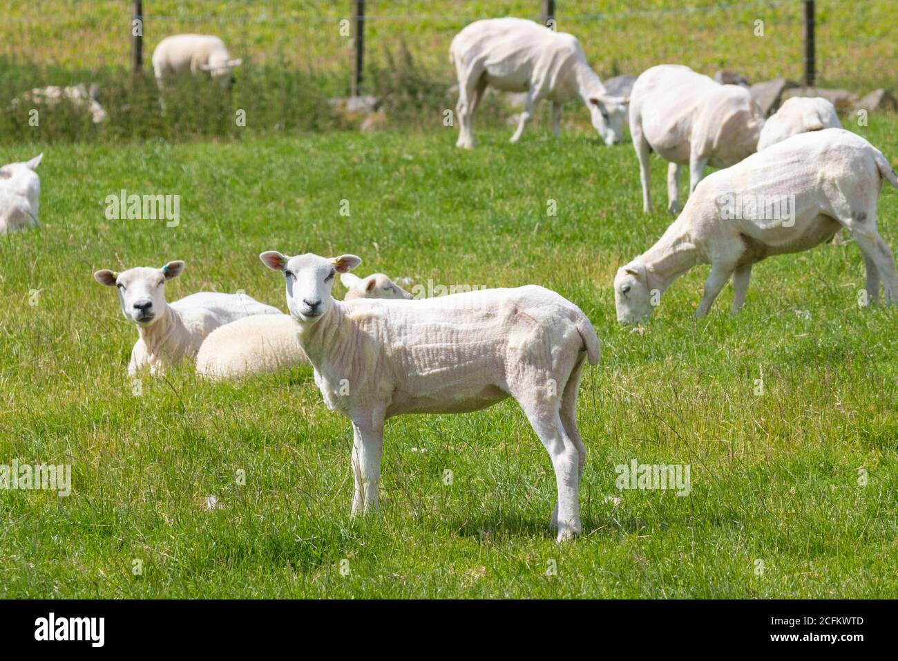 A flock of freshly shorn sheep Stock Photo Alamy