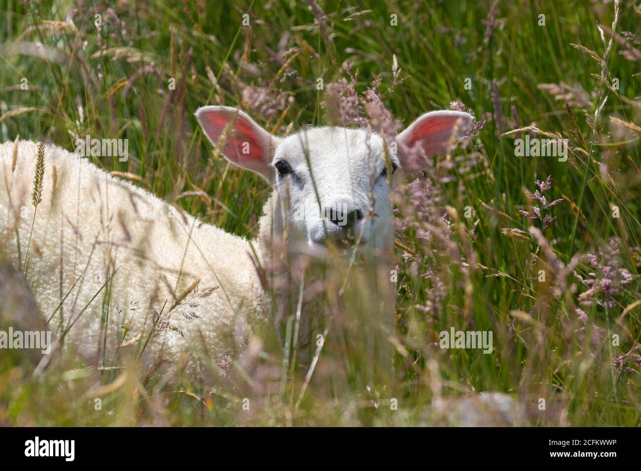A sheep with pink ears hidden amongst long grass, Fife, Scotland Stock Photo