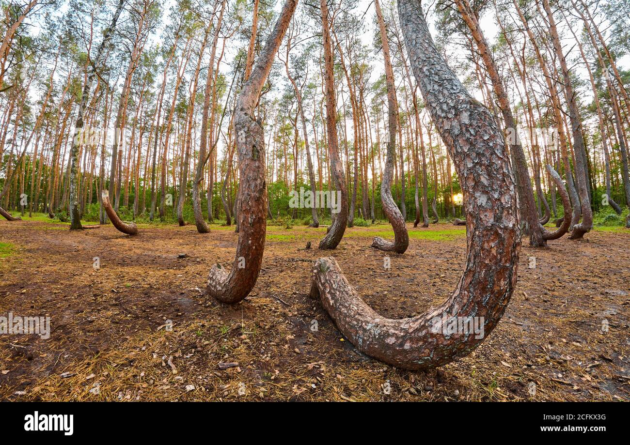 Wide angle view of oddly shaped pine trees in Crooked Forest at sunset, Poland. Stock Photo