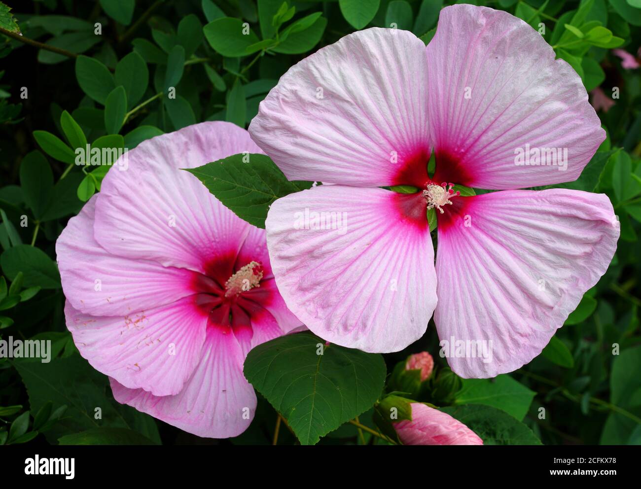 Giant dinner plate perennial hibiscus rose mallow flower Stock Photo