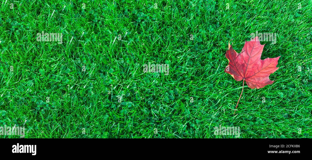 Autumn leaf maple on green grass, red leaf. photo banner, top view ...