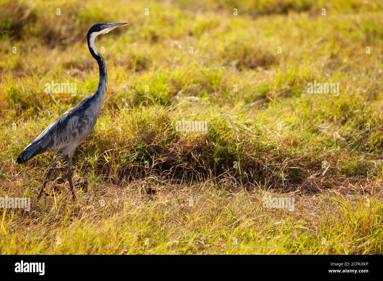 Walking Great Blue Heron or Ardea Herodias in Kenya park bird in the natural environment Stock Photo