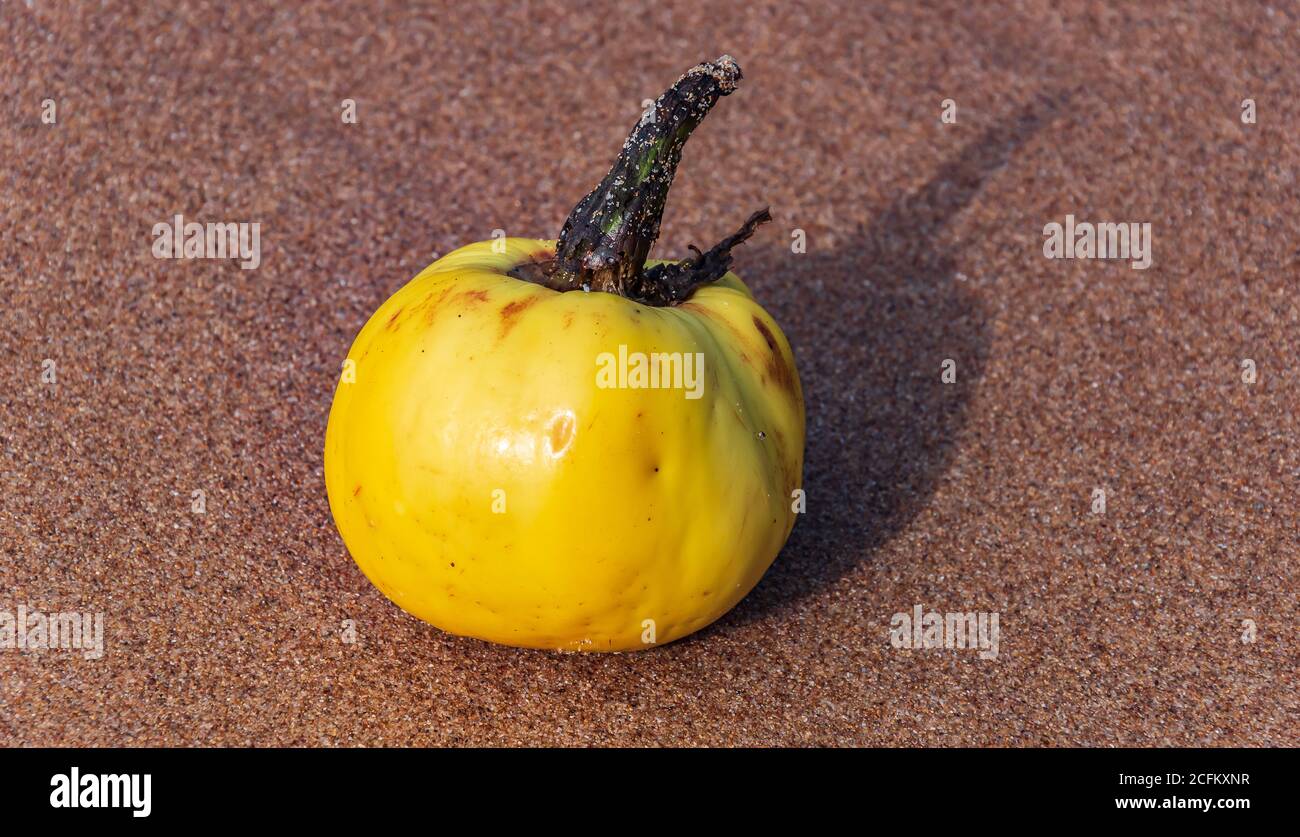 A yellow fruit lies on the beach in Ghana West Africa Stock Photo