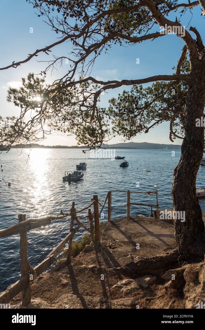 Picturesque scenery of calm sea water and beach with old tree during sunny day in Sa Caleta Stock Photo