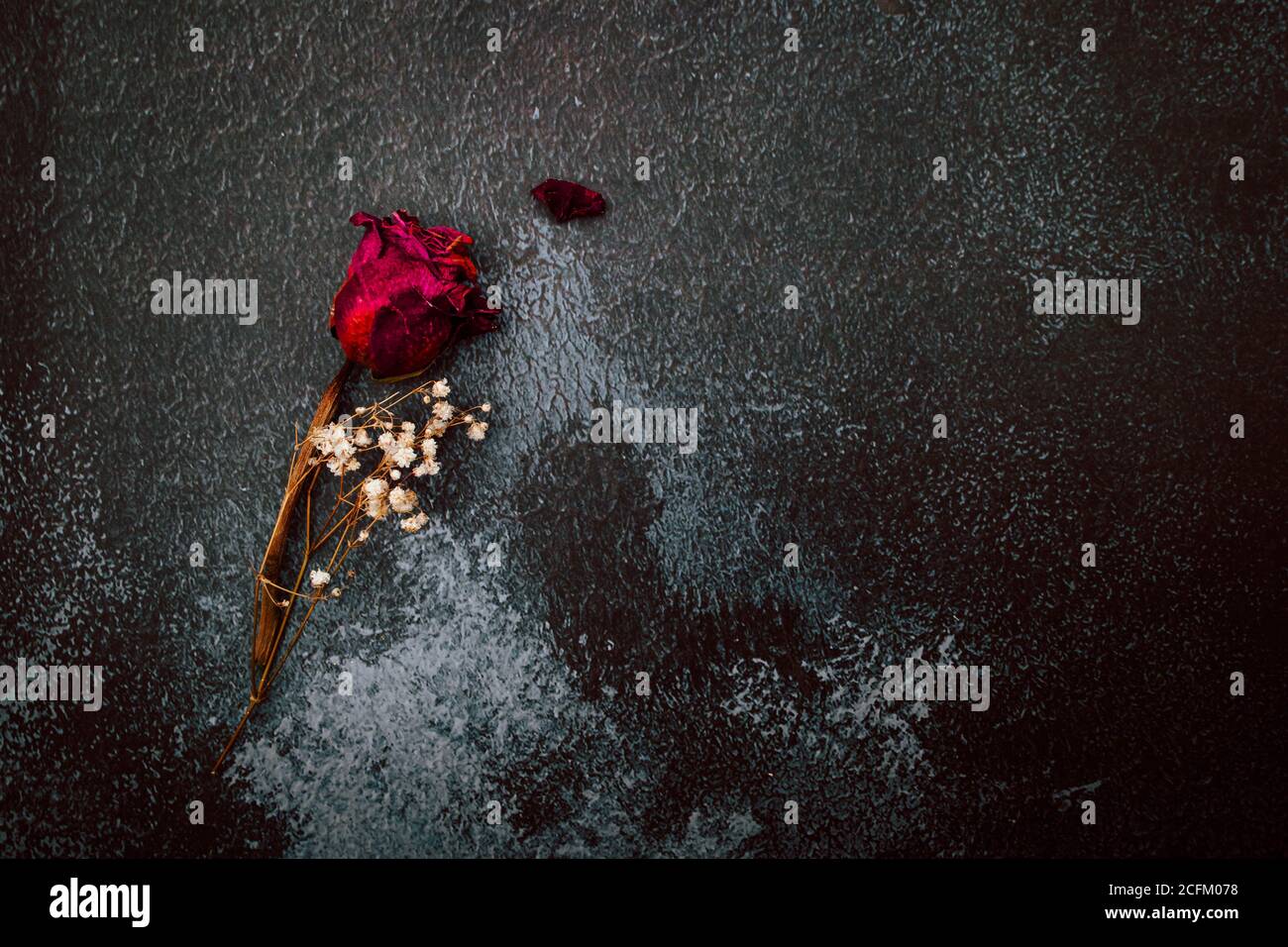 Dry red rose isolated on black rustic background. Copy space Stock Photo