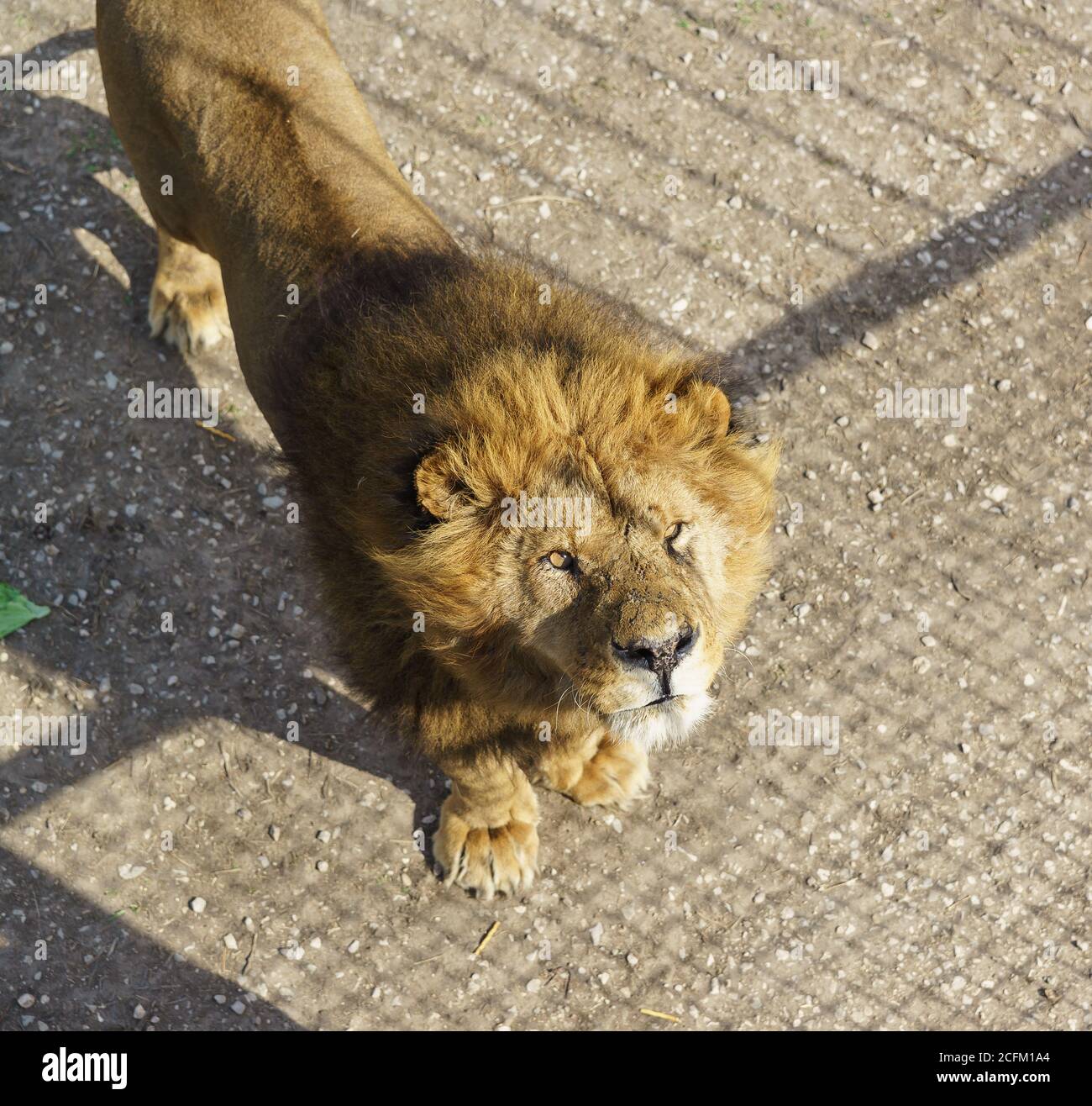Belogorsk, Crimea, Russia-March 10, 2019: an Old battered lion behind The fence of Taigan Safari Park Stock Photo - Alamy Belogorsk, Crimea, Russia-March 10, 2019: an Old battered lion behind The fence of Taigan Safari Park Stock Photo - Alamy