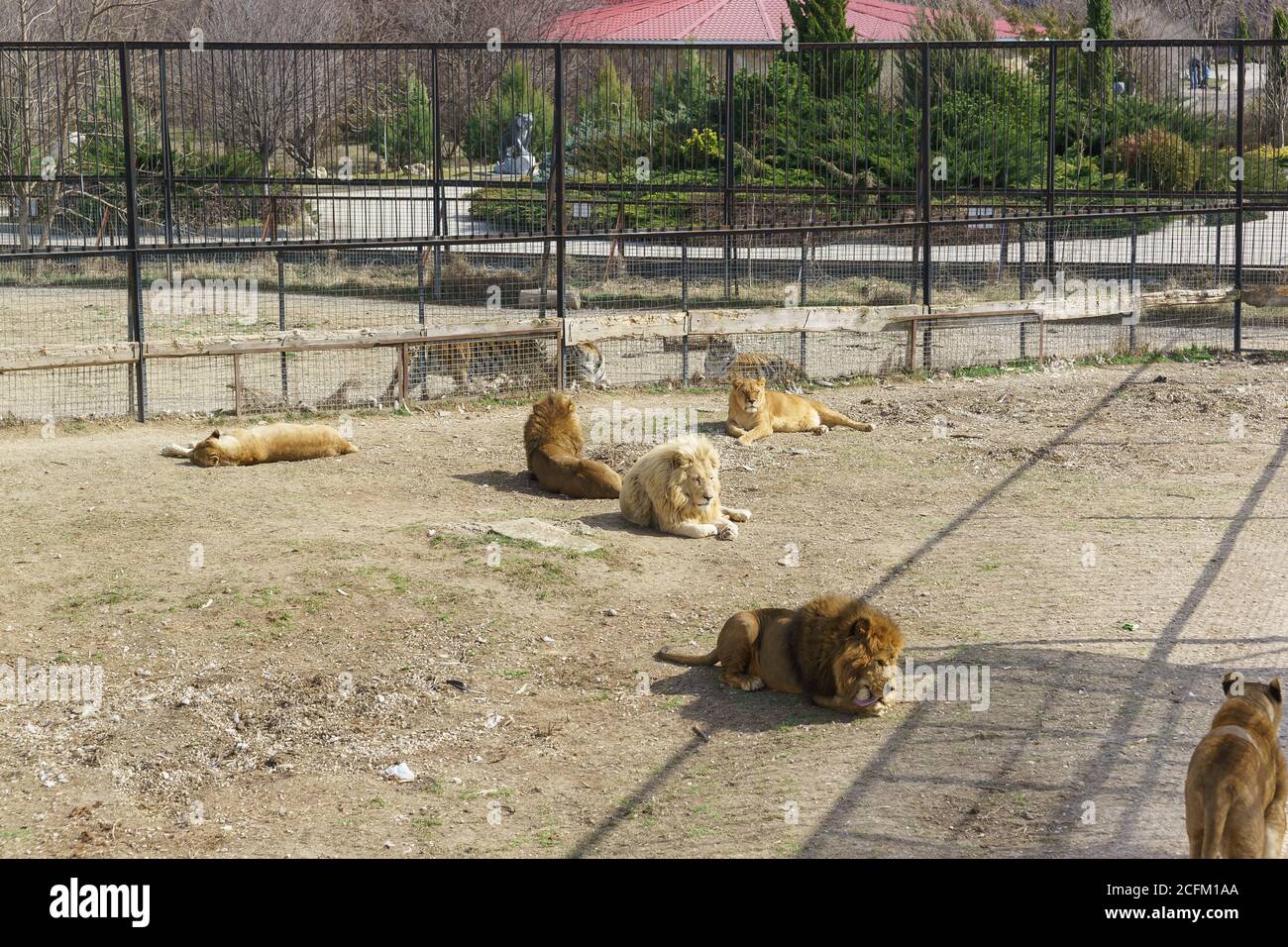 Belogorsk, Crimea, Russia-March 10, 2019: a Flock of lions in the fence of the Safari Park Belogorsk, Crimea, Russia-March 10, 2019: a Flock of lions in the fence of the Safari Park