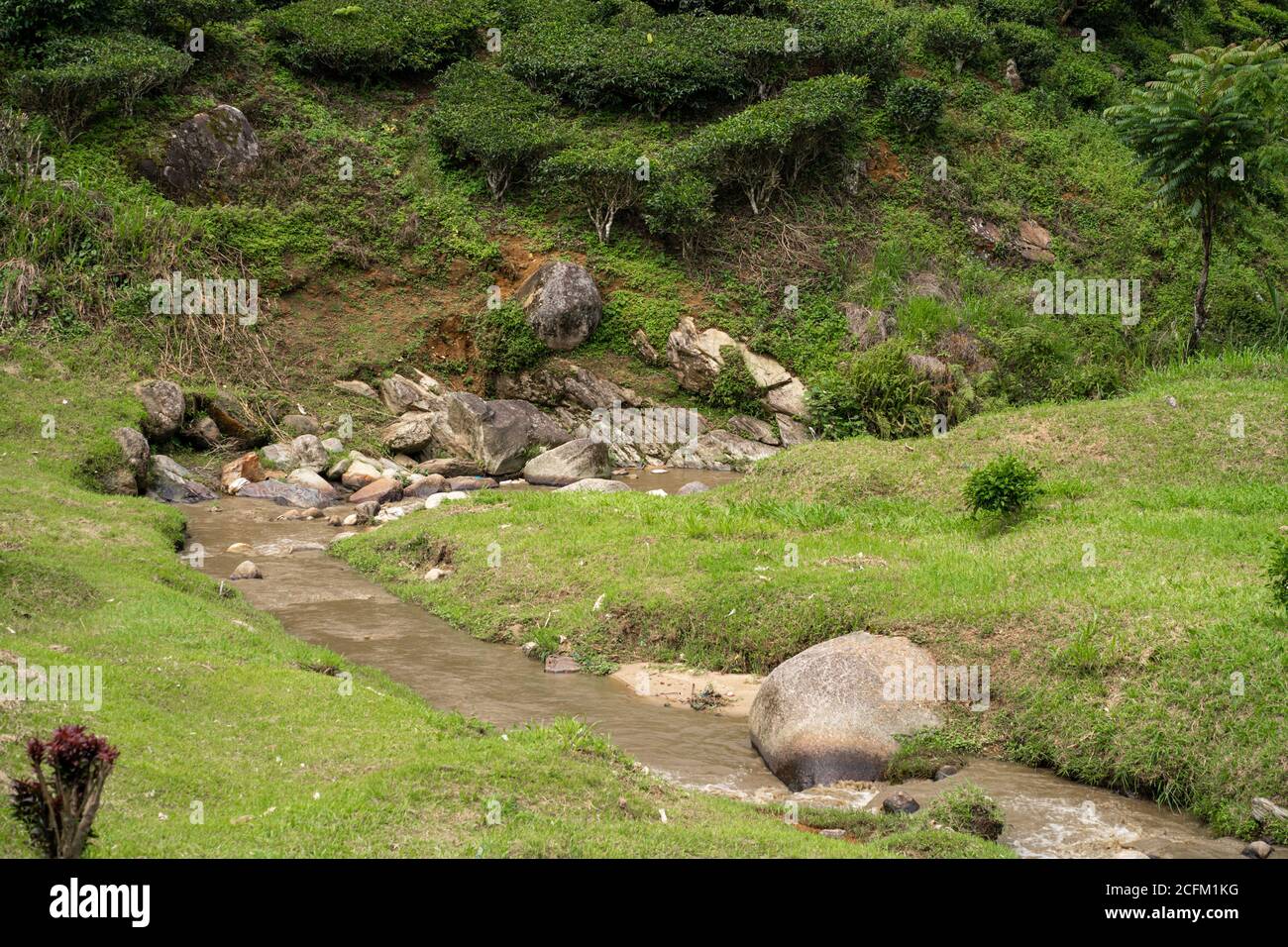 Landscape Of Hills With Green Tea Fields And Mountain River Pure Green Nature Stock Photo Alamy