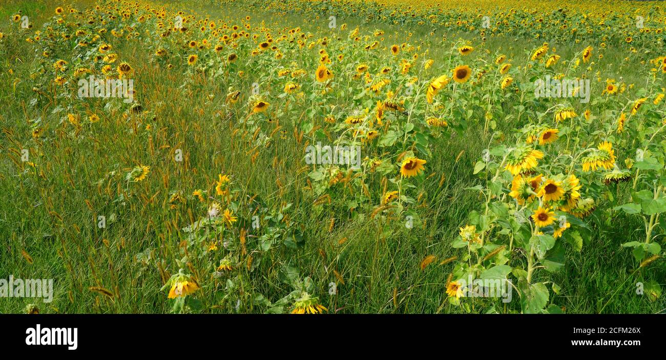 A field of yellow sunflowers (helianthus) in bloom in summer Stock ...