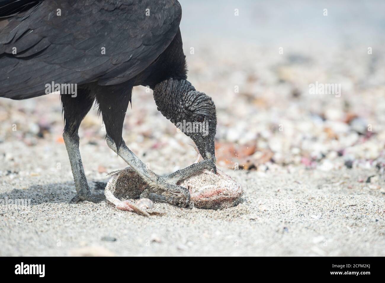 Black Vulture (Coragyps atratus) Stock Photo