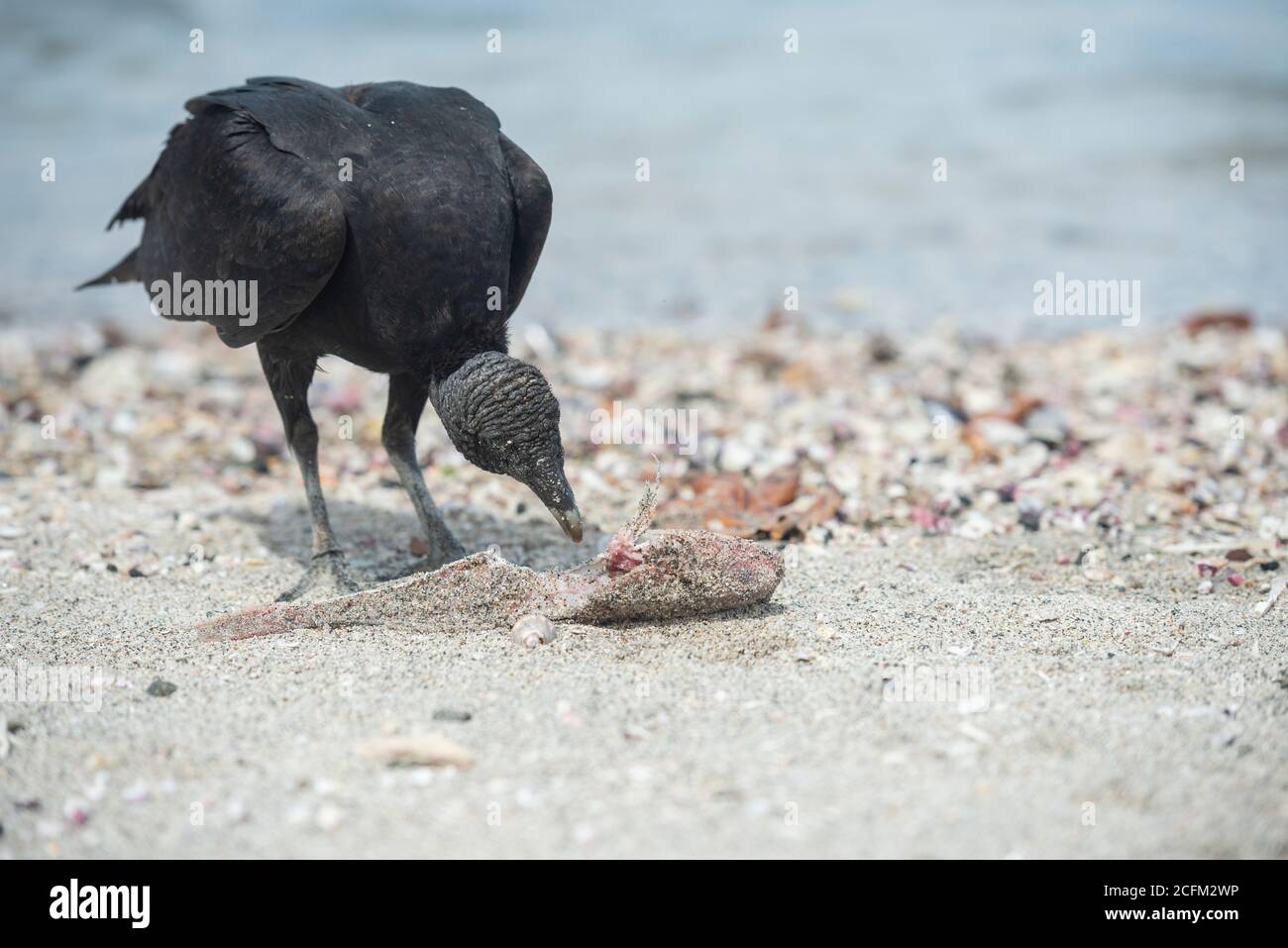 Black Vulture (Coragyps atratus) Stock Photo