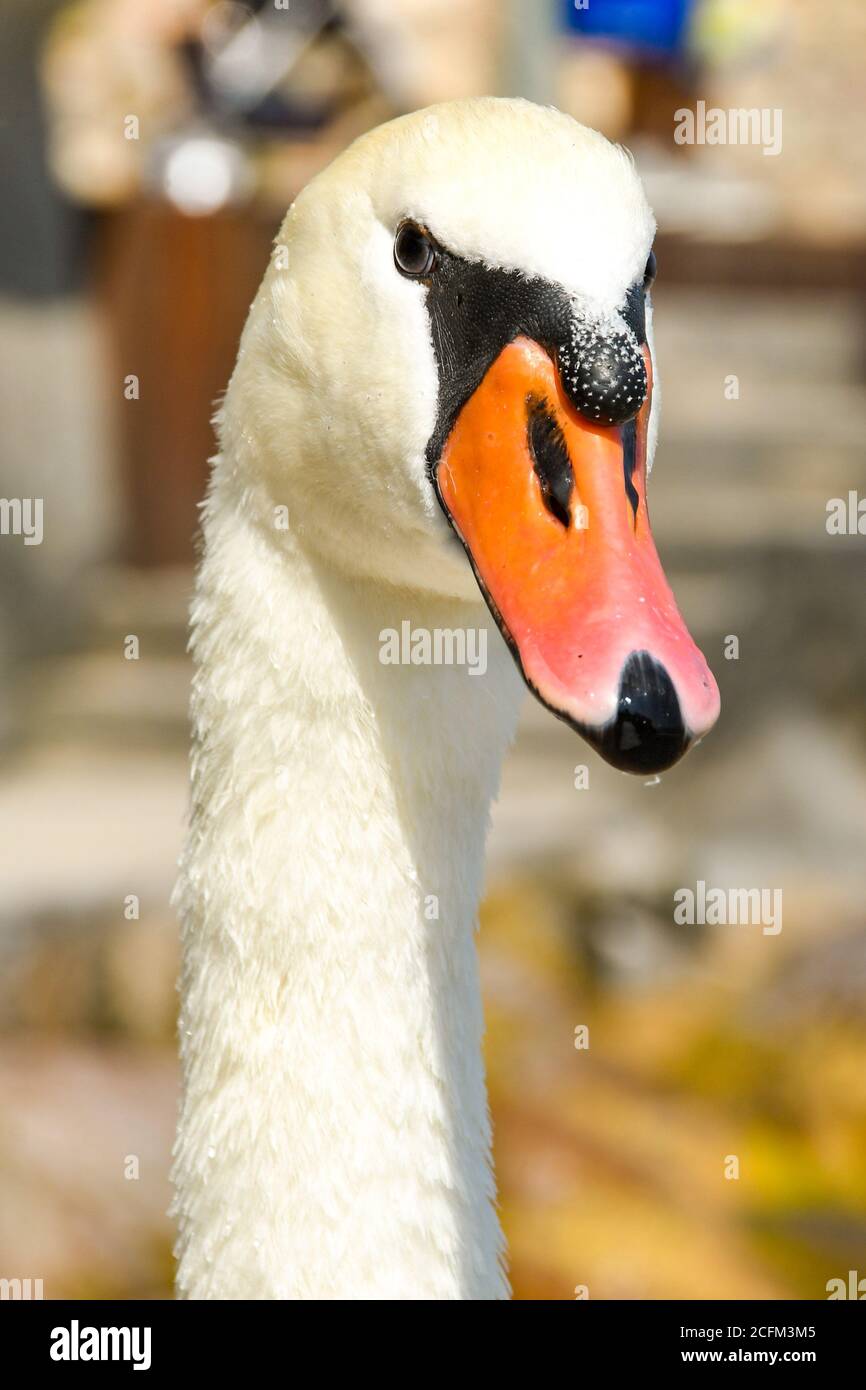 Close up of the head and neck of a swan isolated against a blurred background. No people. Space for copy. Stock Photo