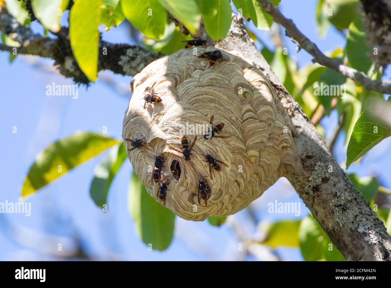 Asian Hornet (Vespa velutina) - nest in a Walnut tree with Hornets on it. Stock Photo