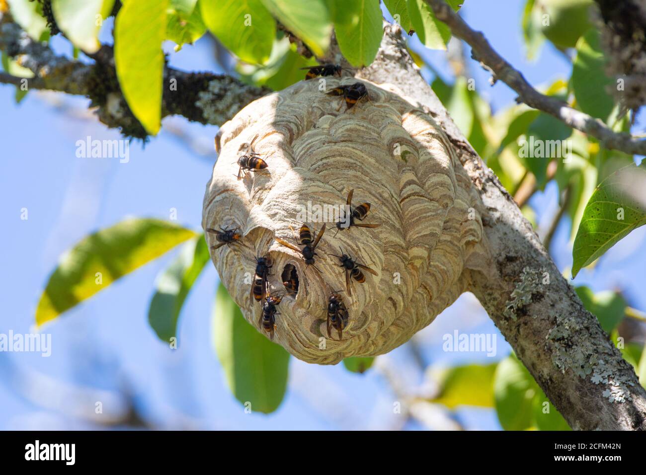 Giant Japanese Hornet Nest 7 900 Hornets Nest Stock Photos Pictures Giant Japanese Hornet Nest 7 900 Hornets Nest Stock Photos Pictures