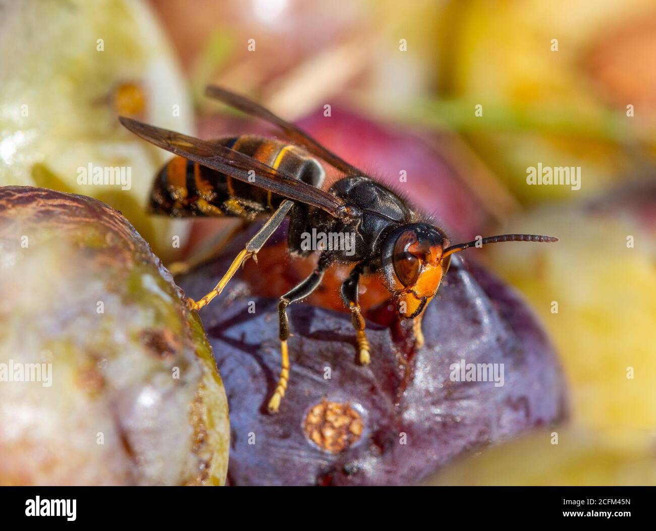 Asian Hornet (Vespa velutina) - eating from fallen fruit in the summer sun. Stock Photo
