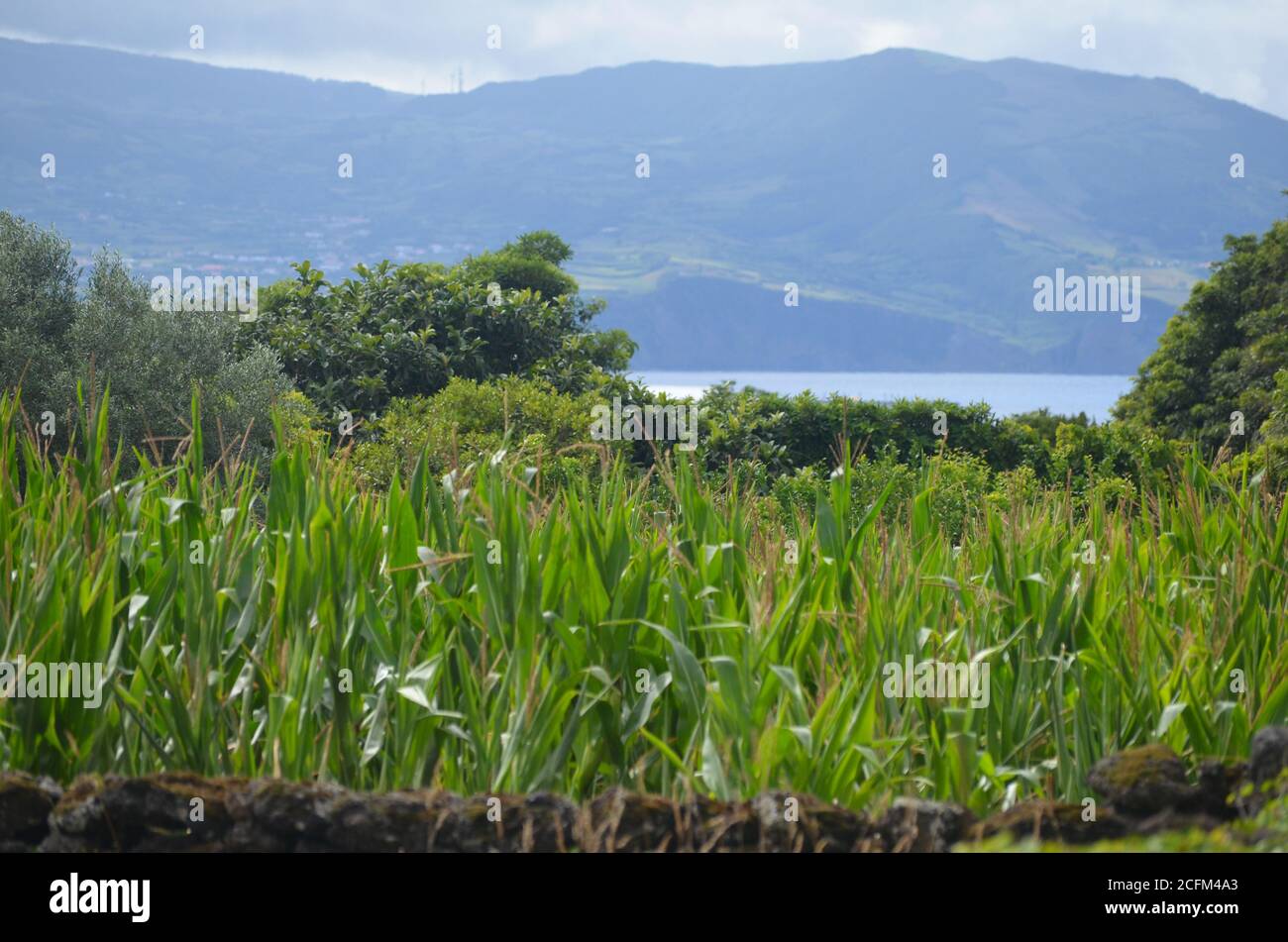 Small-scale maize production in the island of Pico, Azores archipelago, Portugal Stock Photo