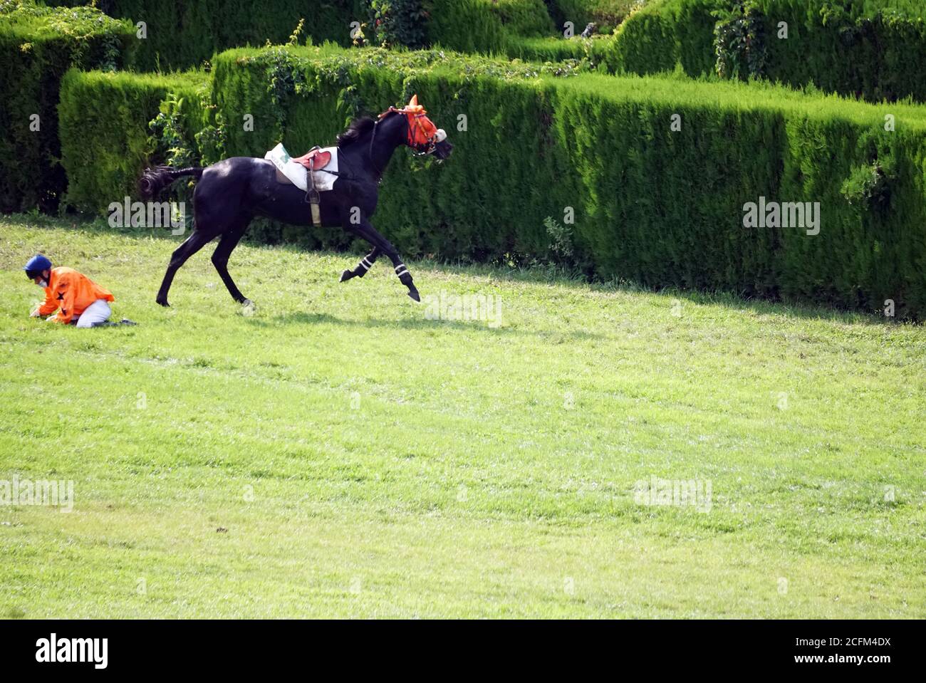 A jockey falling from a horse at the race while others running further at the race in Merano, Italy on Sept. 6th of 2020. Stock Photo