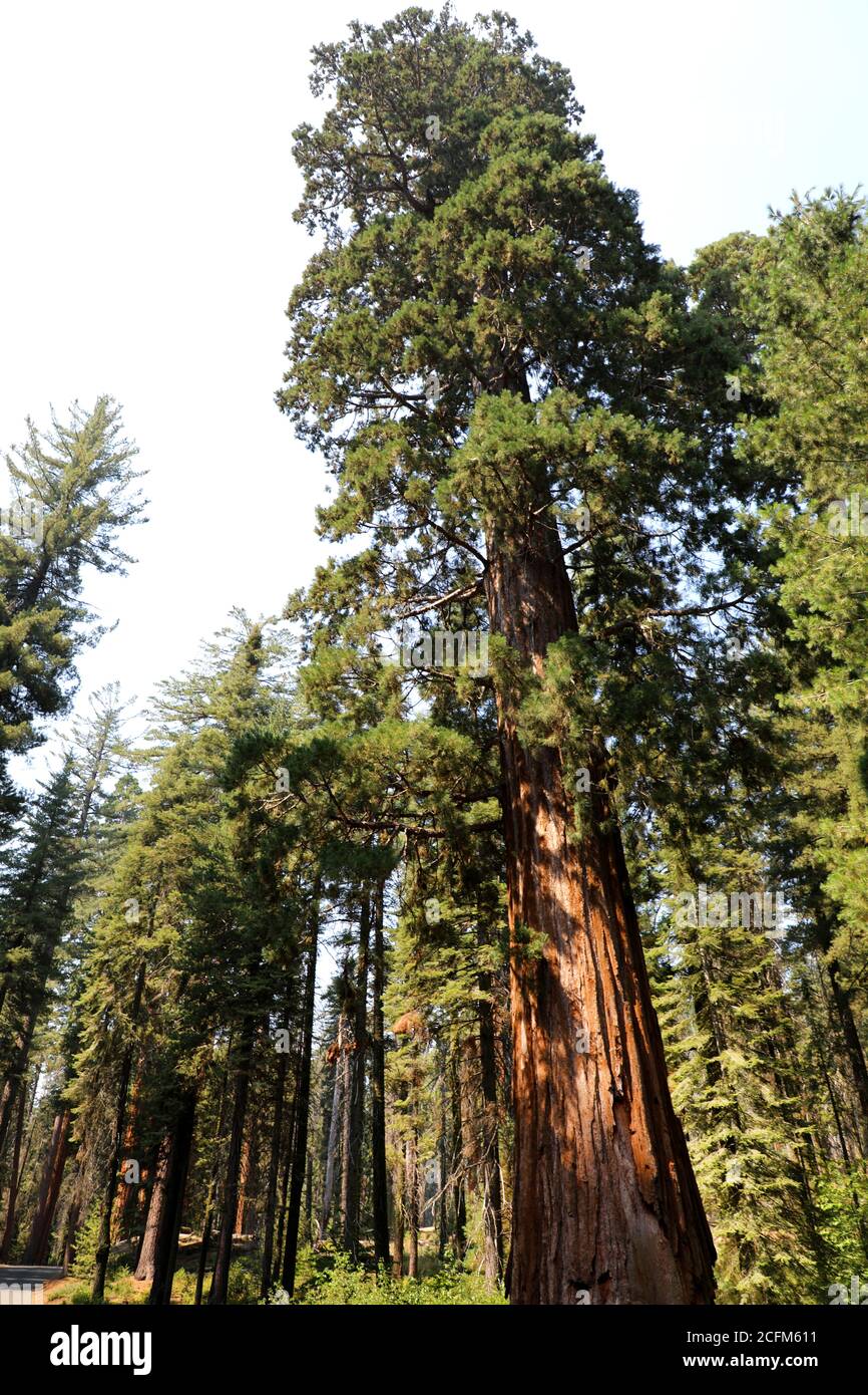 Giant Trees in Sequoia National Park, Sierra Nevada California, USA Stock Photo