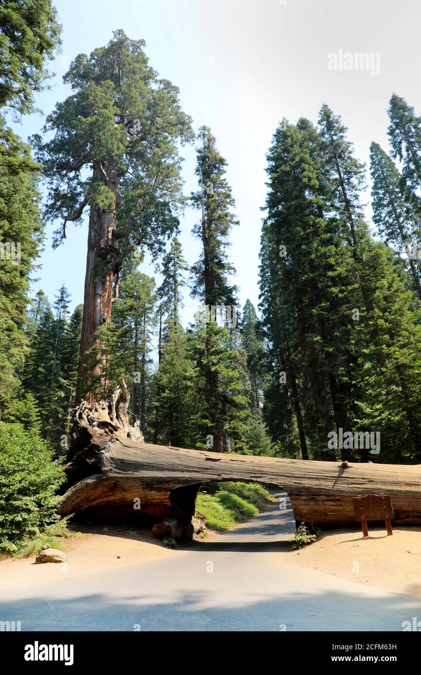 Tunnel Log Giant Tree in Sequoia and Kings Canyon National Park, California, USA Stock Photo