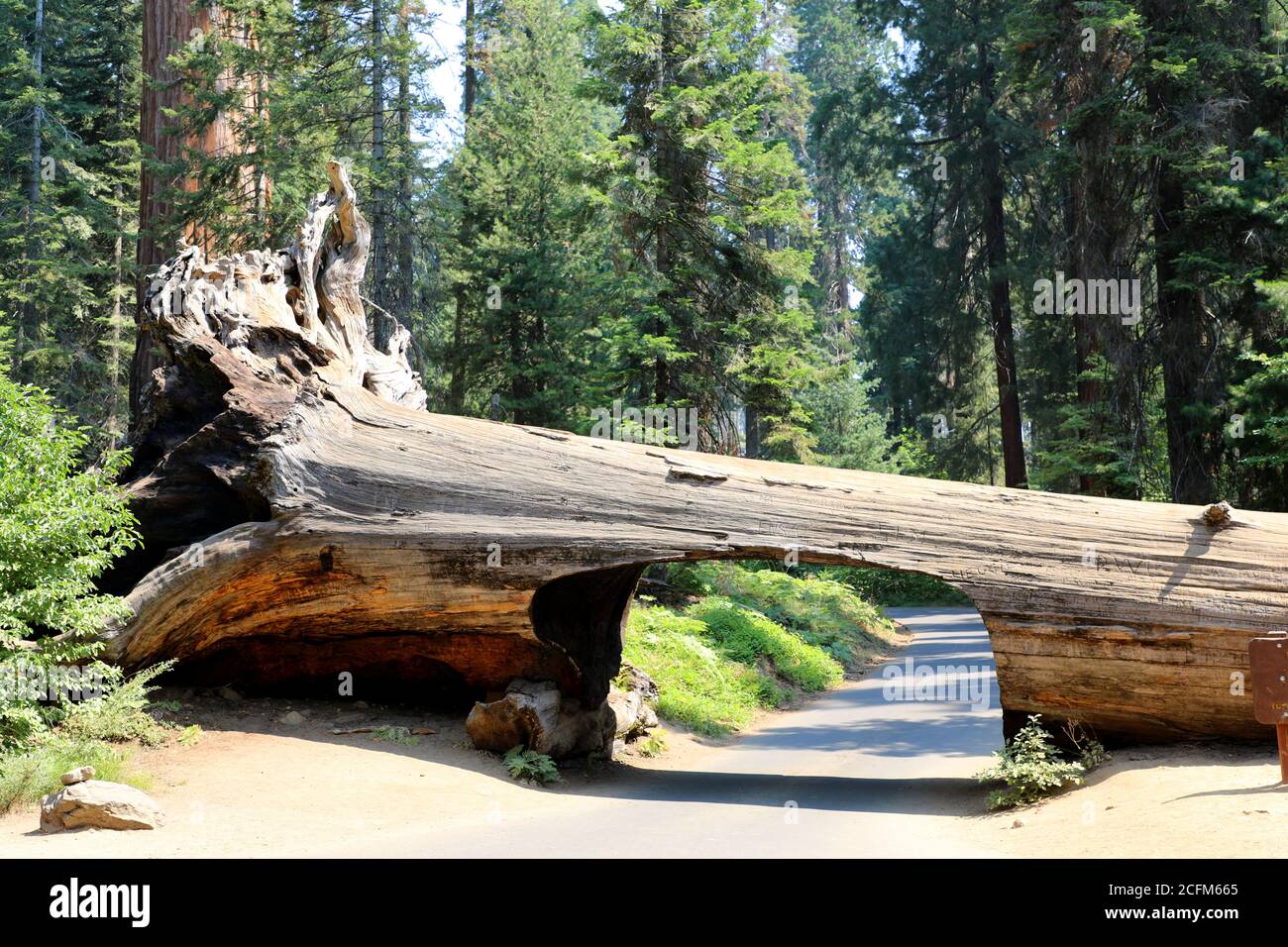 Tunnel Log Giant Tree in Sequoia and Kings Canyon National Park, California, USA Stock Photo