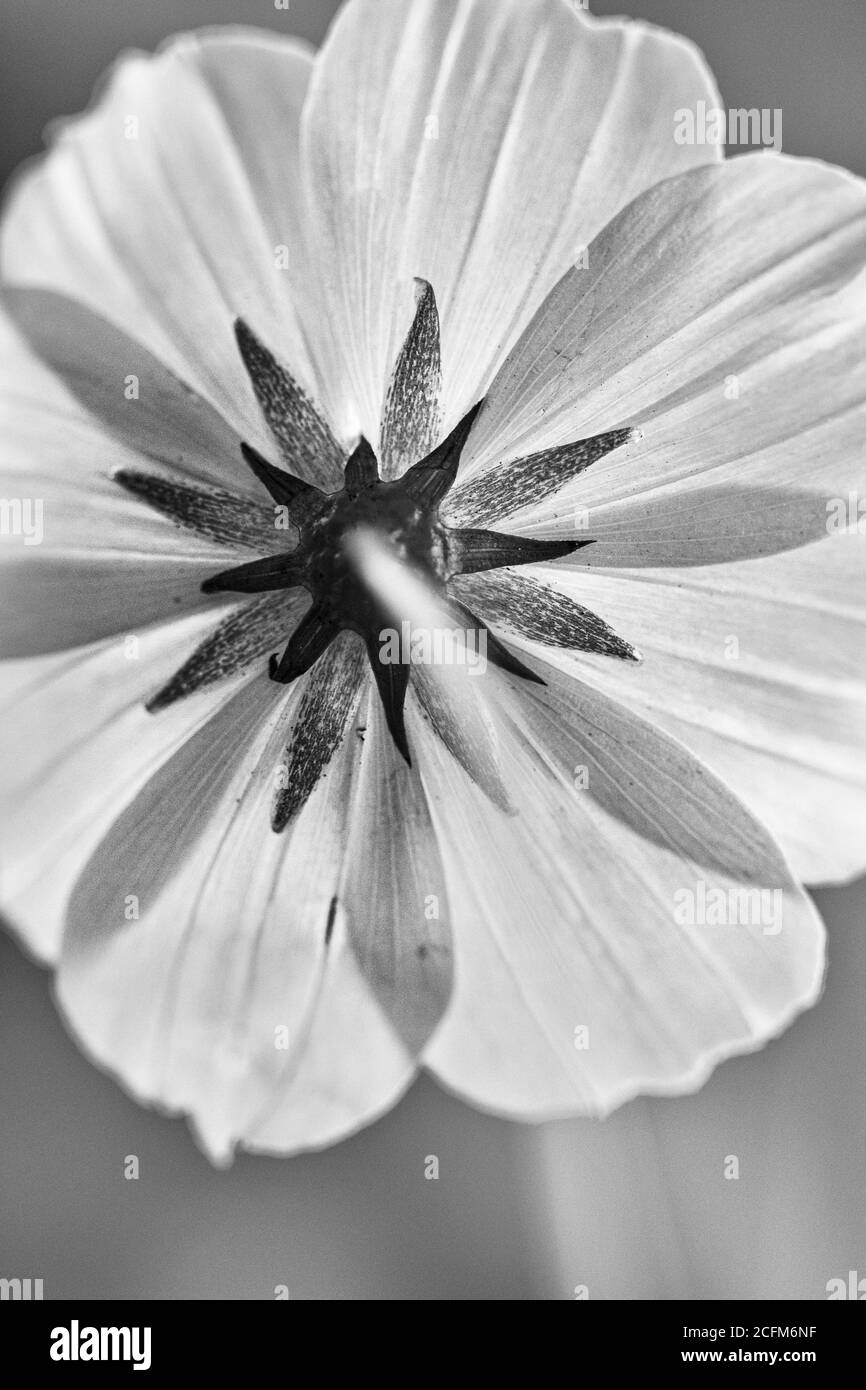 Radial symmetry hi-res stock photography and images - Alamy