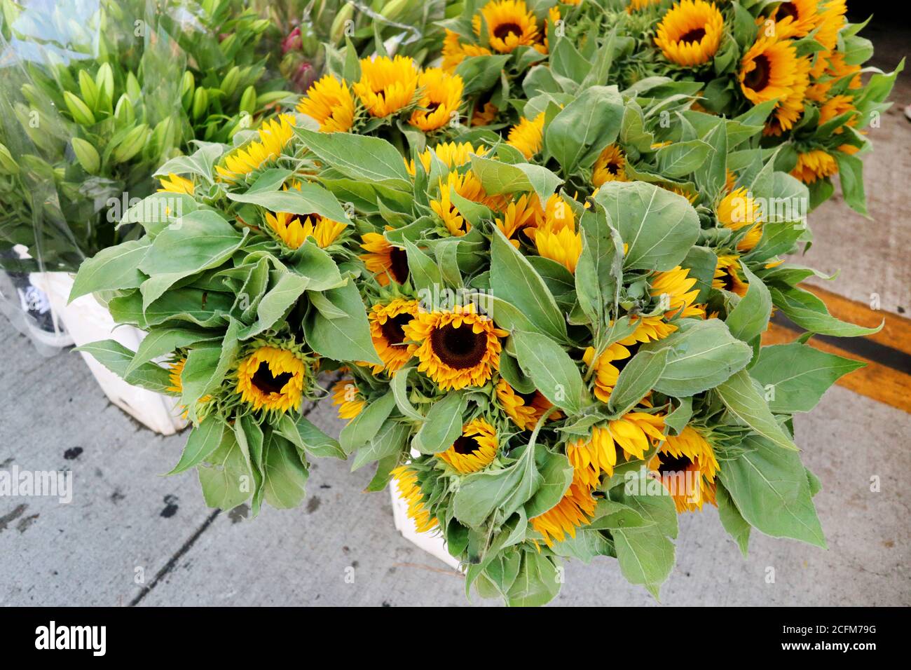 Beautiful Miniature Sunflowers Stock Photo Alamy