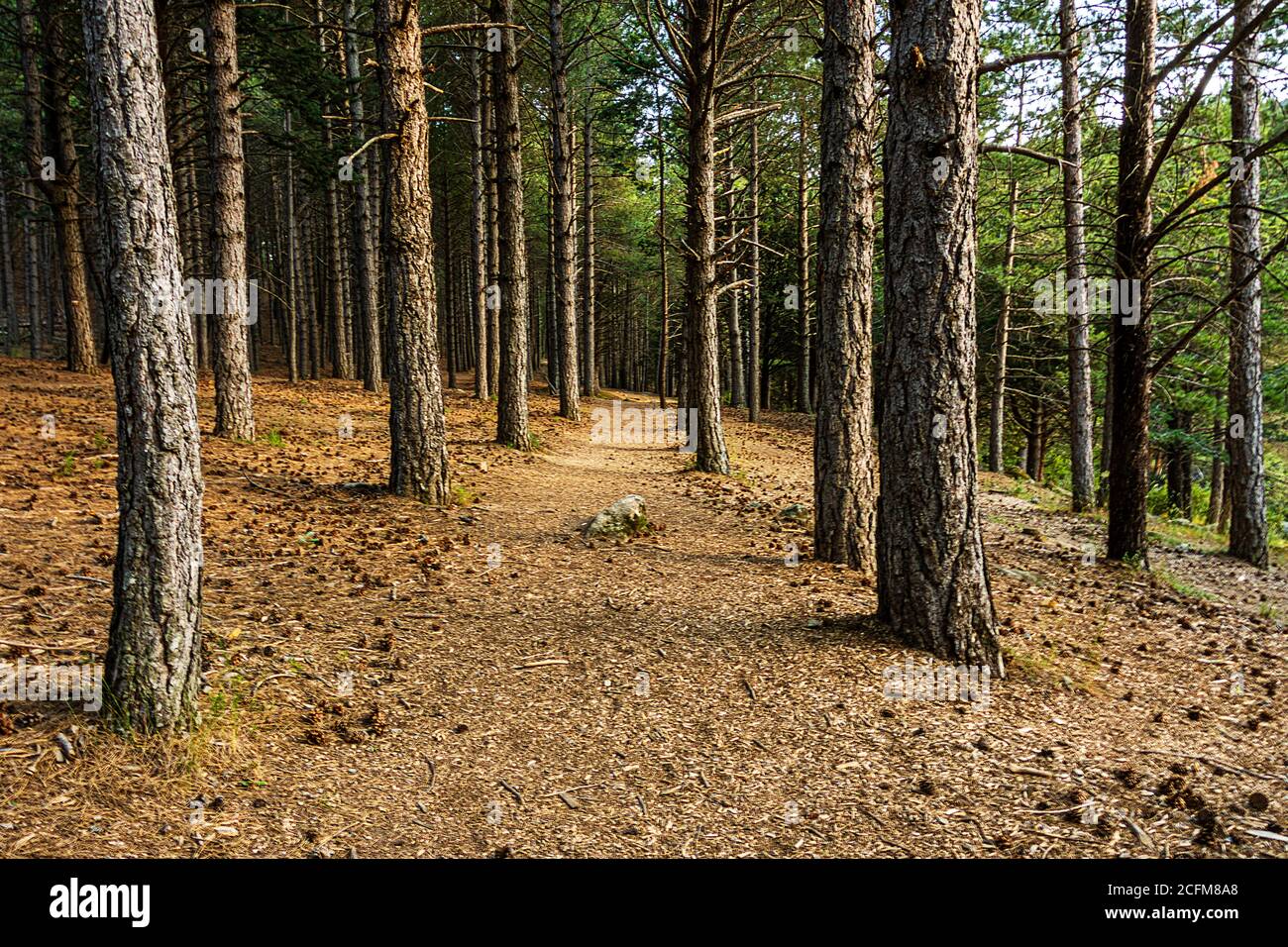 natural path in a pine forest at sunset guadarrama. Madrid. Spain Stock Photo