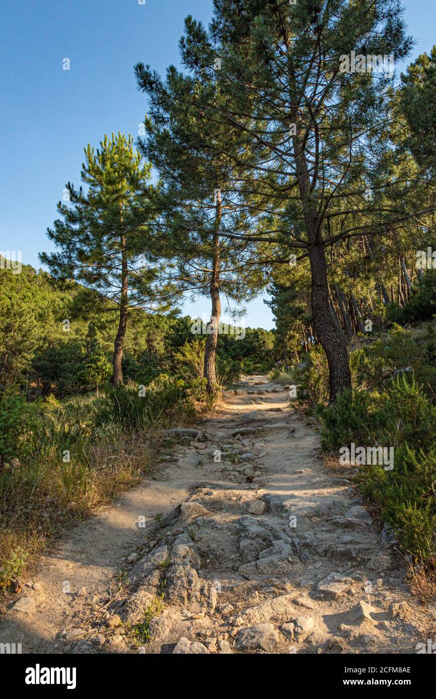 rural road between pines in the national park of Guadarrama sierra. Madrid. Spain. Stock Photo