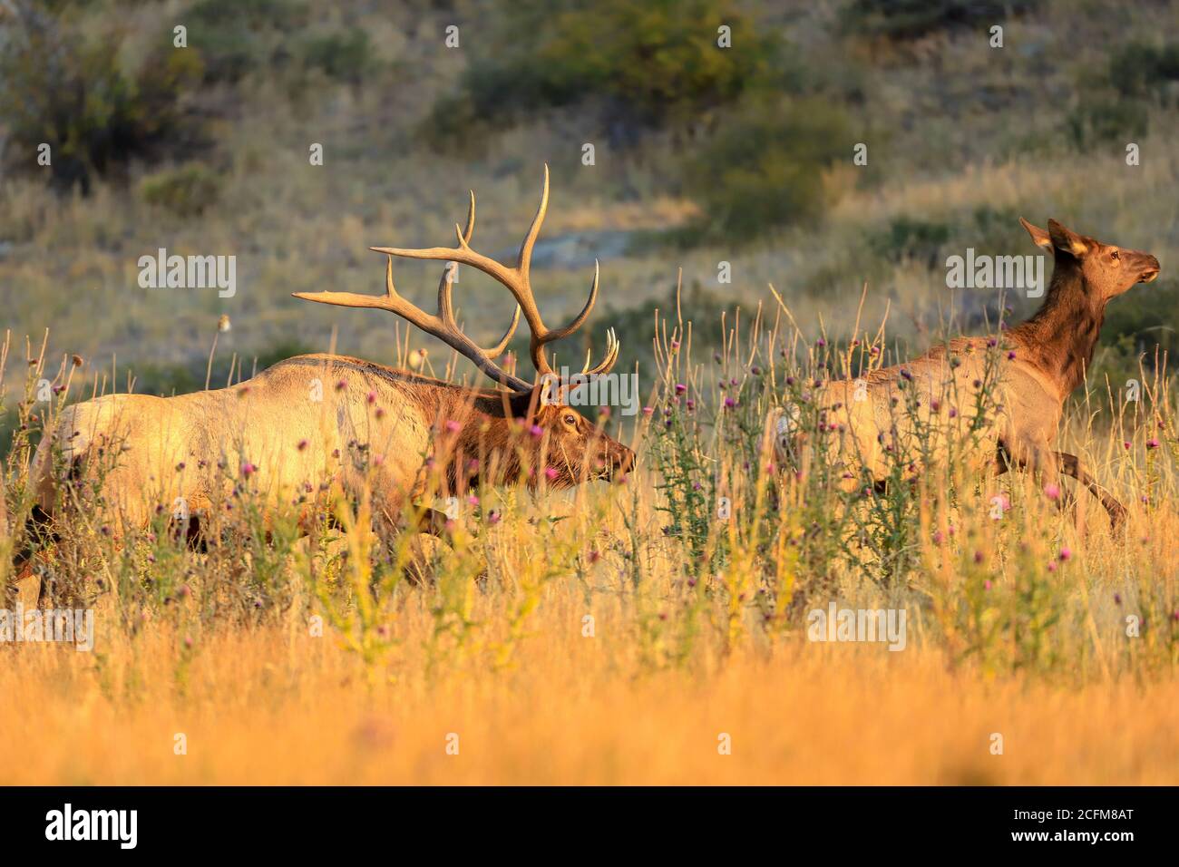 Bull elk chases a female cow elk during the rut in Rocky Mountain ...