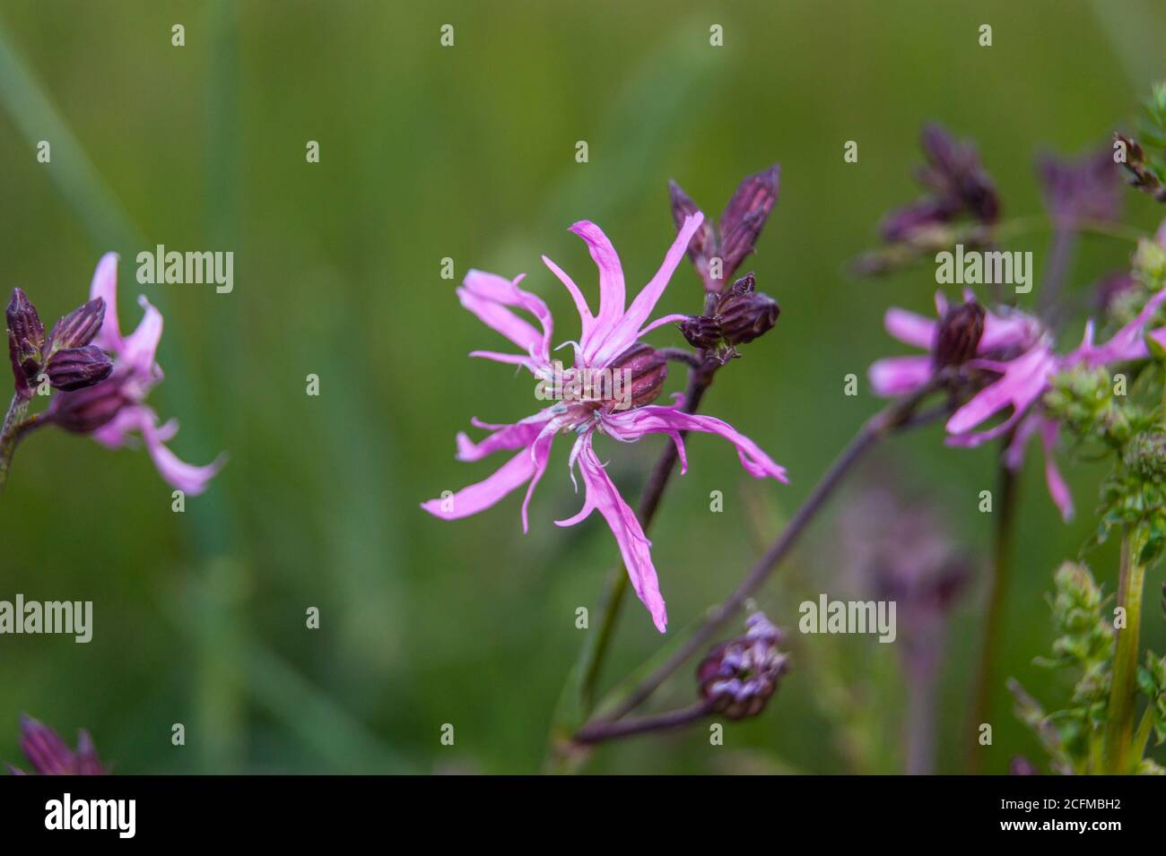 Lychnis flos-cuculi, commonly called ragged-robin Stock Photo