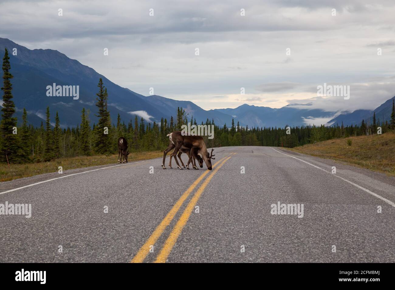 Cariboo family walking on a scenic road during a cloudy morning sunrise. Stock Photo