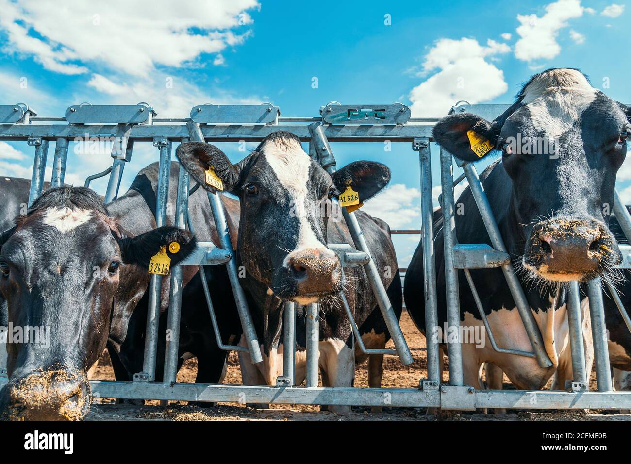 Holstein bull hires stock photography and images Alamy