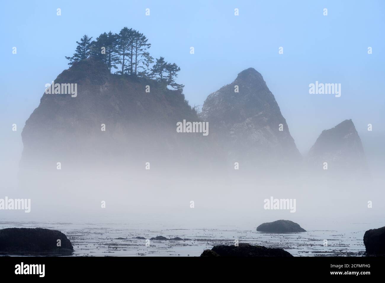 Giants Graveyard sea stack on Washington Coast in fog, near Strawberry Point, Olympic National Park, Washington, USA Stock Photo
