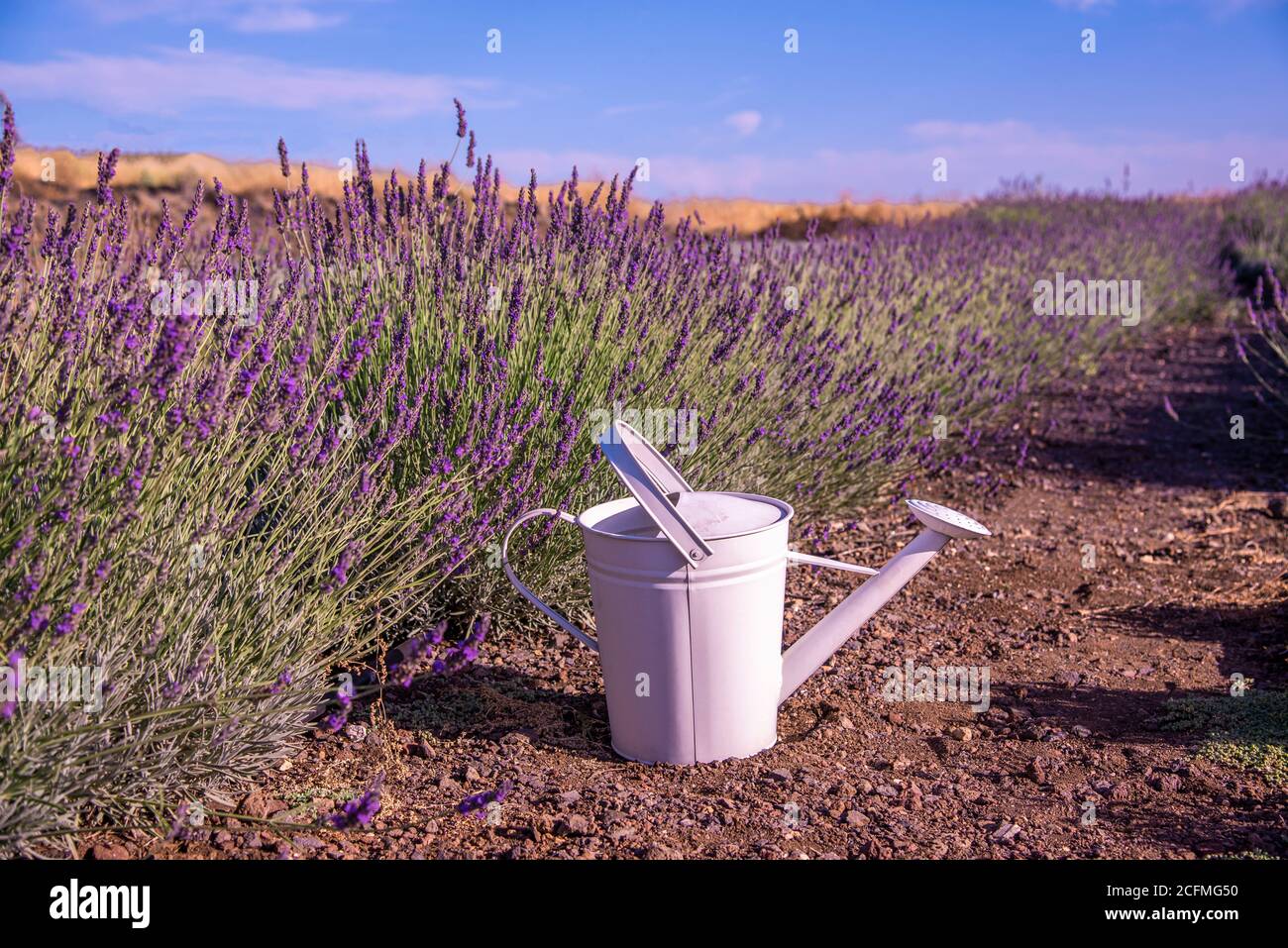 watering can on lavender field Stock Photo Alamy
