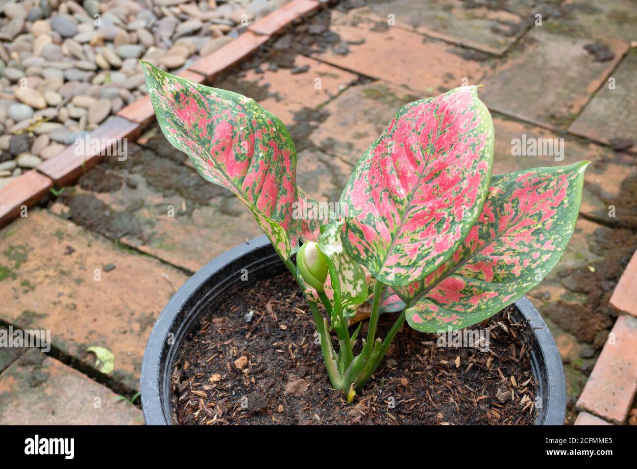 The Aglaonema modestum flower blooming, stock photo Stock Photo