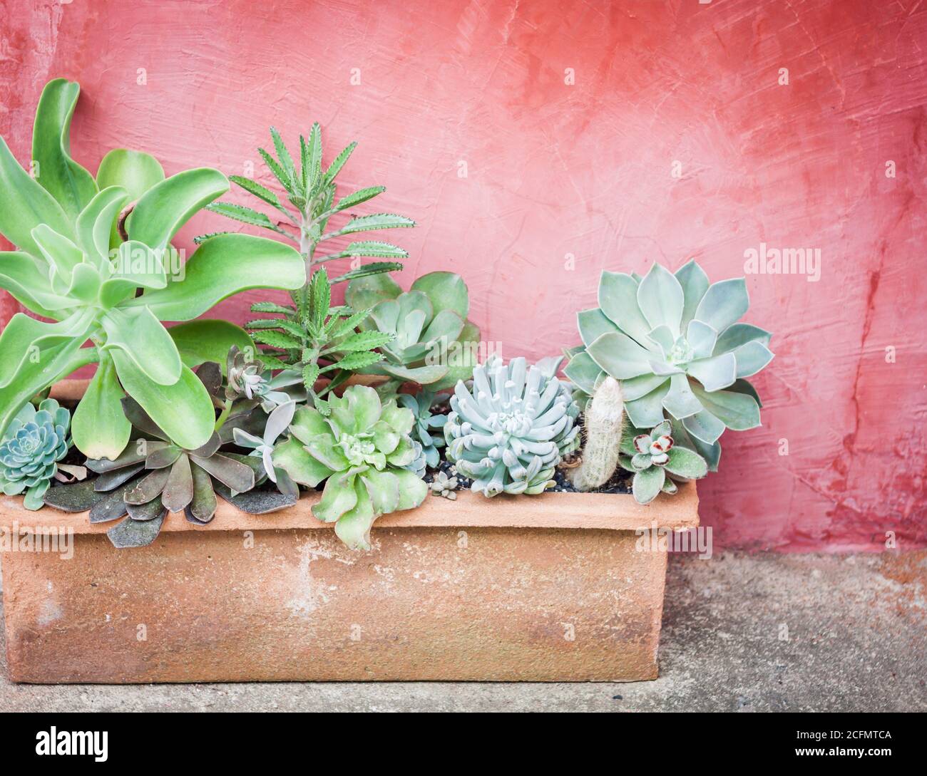 Cactus in pot with red background, stock photo Stock Photo