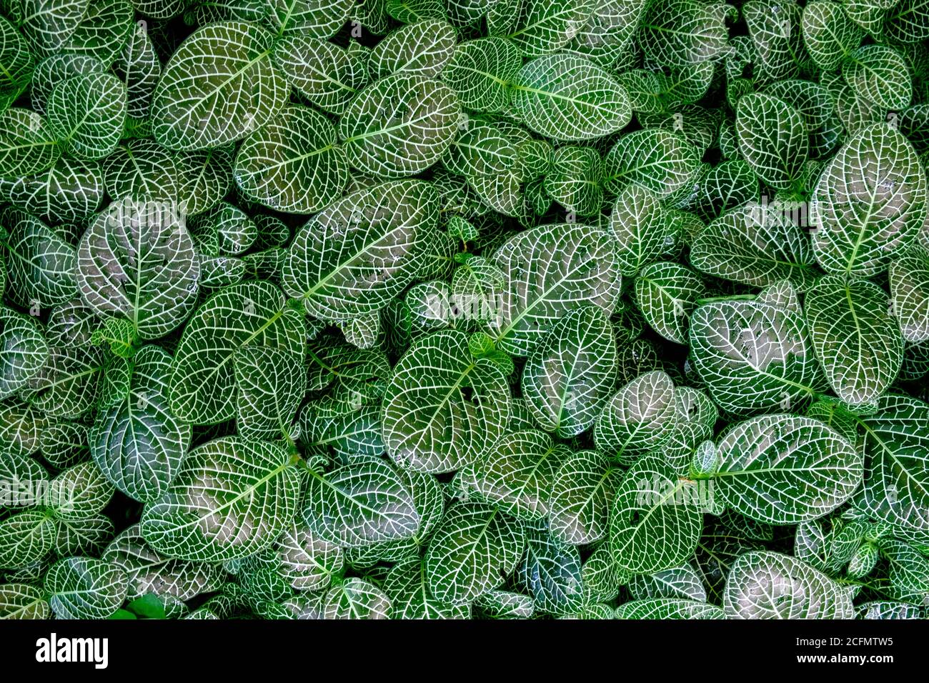 A plant with variegated leaves, Kew Gardens, London, UK Stock Photo