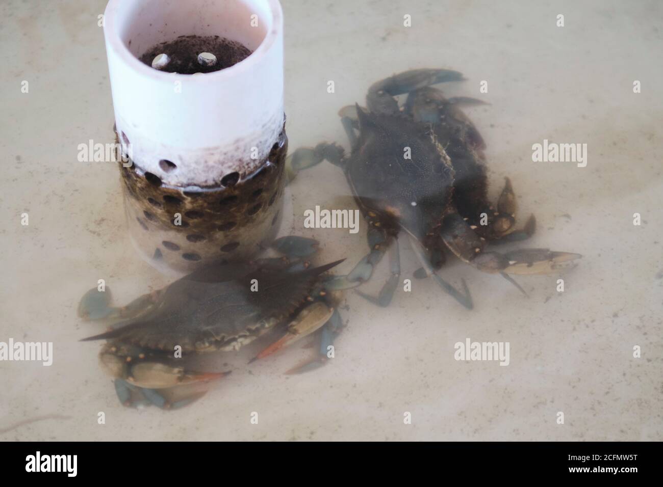 Two live Chesapeake Bay blue crabs (Callinectes sapidus) in an aerated tank. This crab is native to Western Atlantic Ocean from Cape Cod to Argentina. Stock Photo