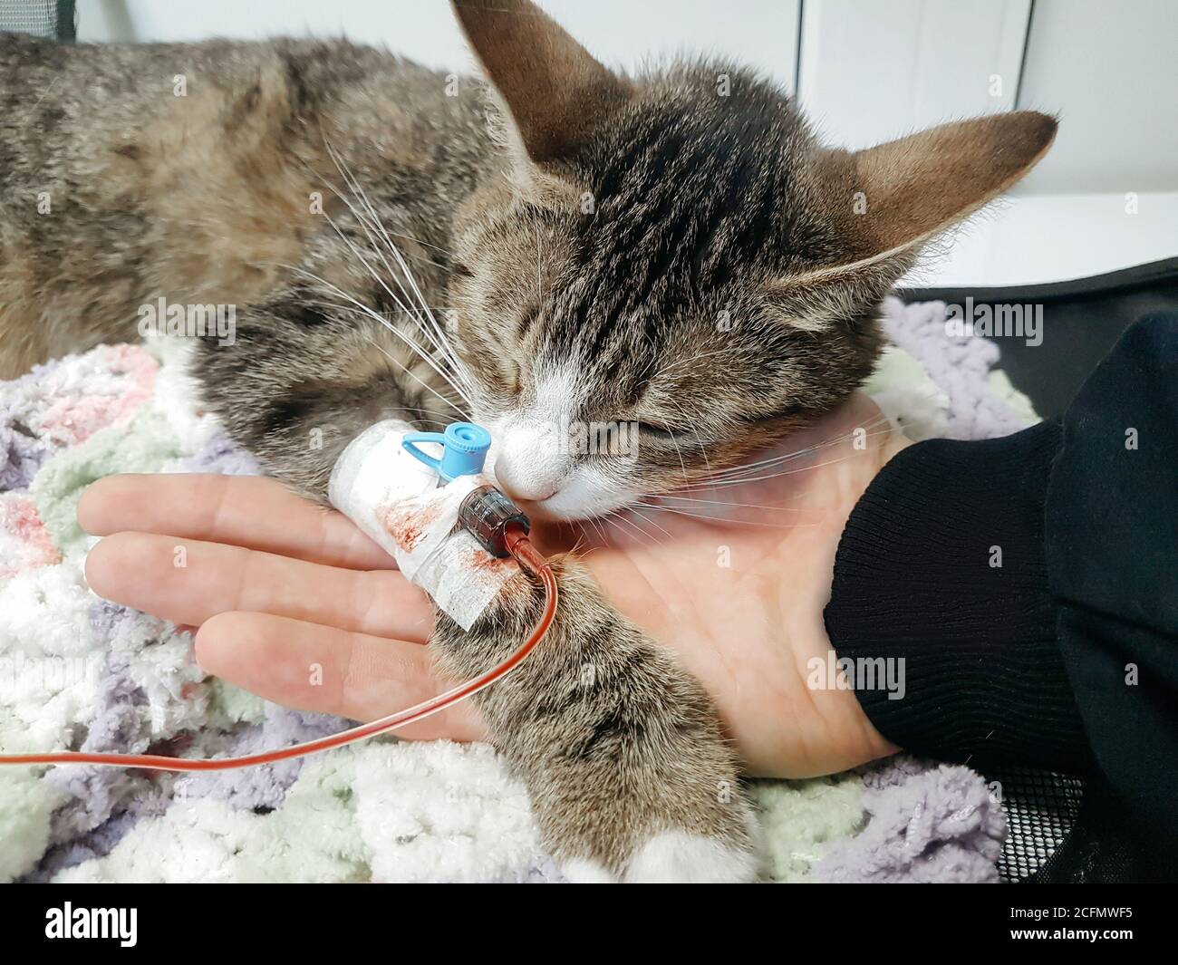 close up.sick cat have emergency veterinary care Stock Photo Alamy