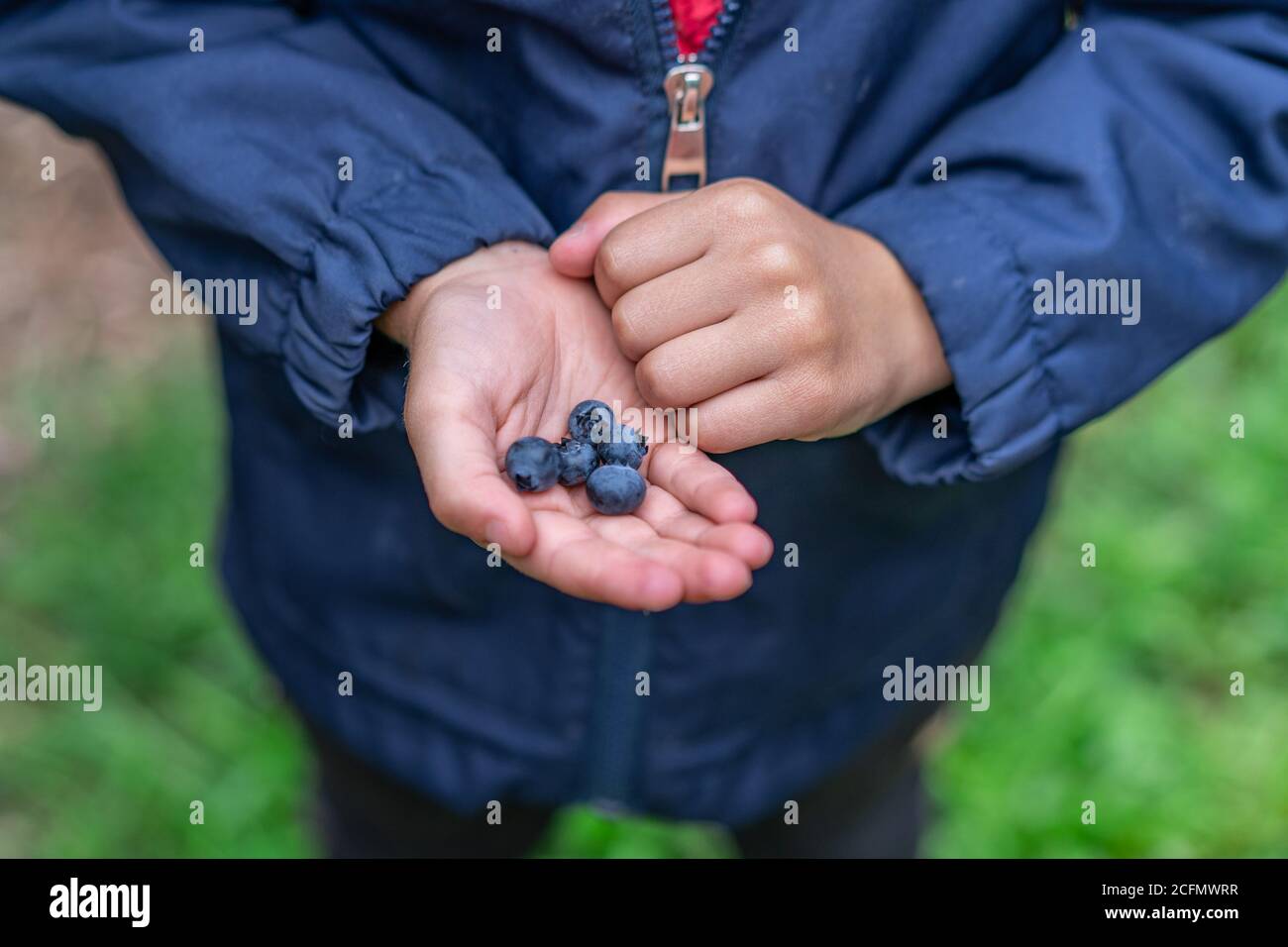 Blueberries fruit picking image kid holding blubbery summer fruit sweet natural food Stock Photo