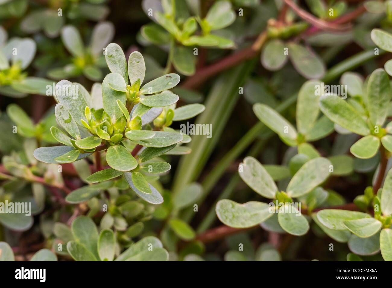 purslane plant portulaca oleracea outdoors close up view with daylight Stock Photo
